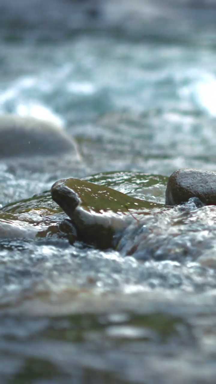 수달이 돌아왔다!